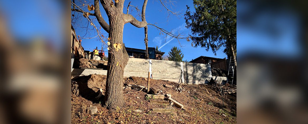 Leafless tree beside concrete wall